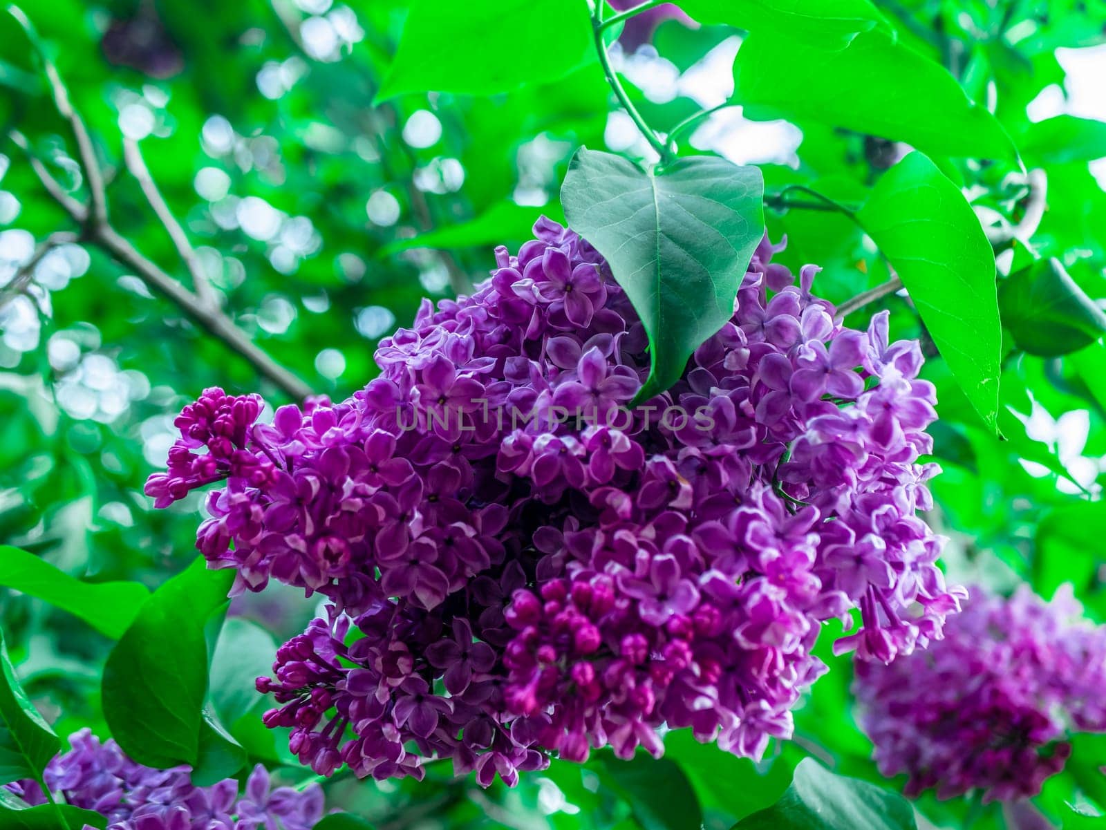 A branch of lilac during flowering the summer by lempro