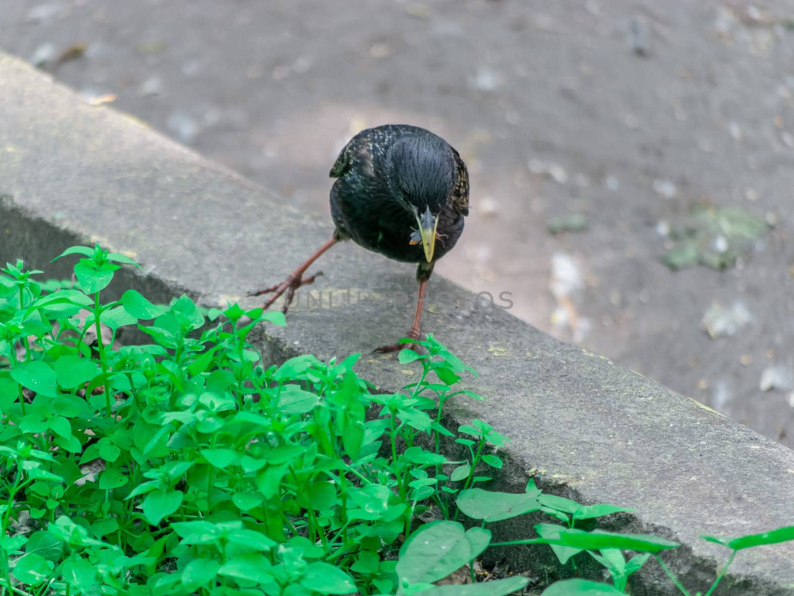 Bird starling sitting on the curb. general plan by lempro