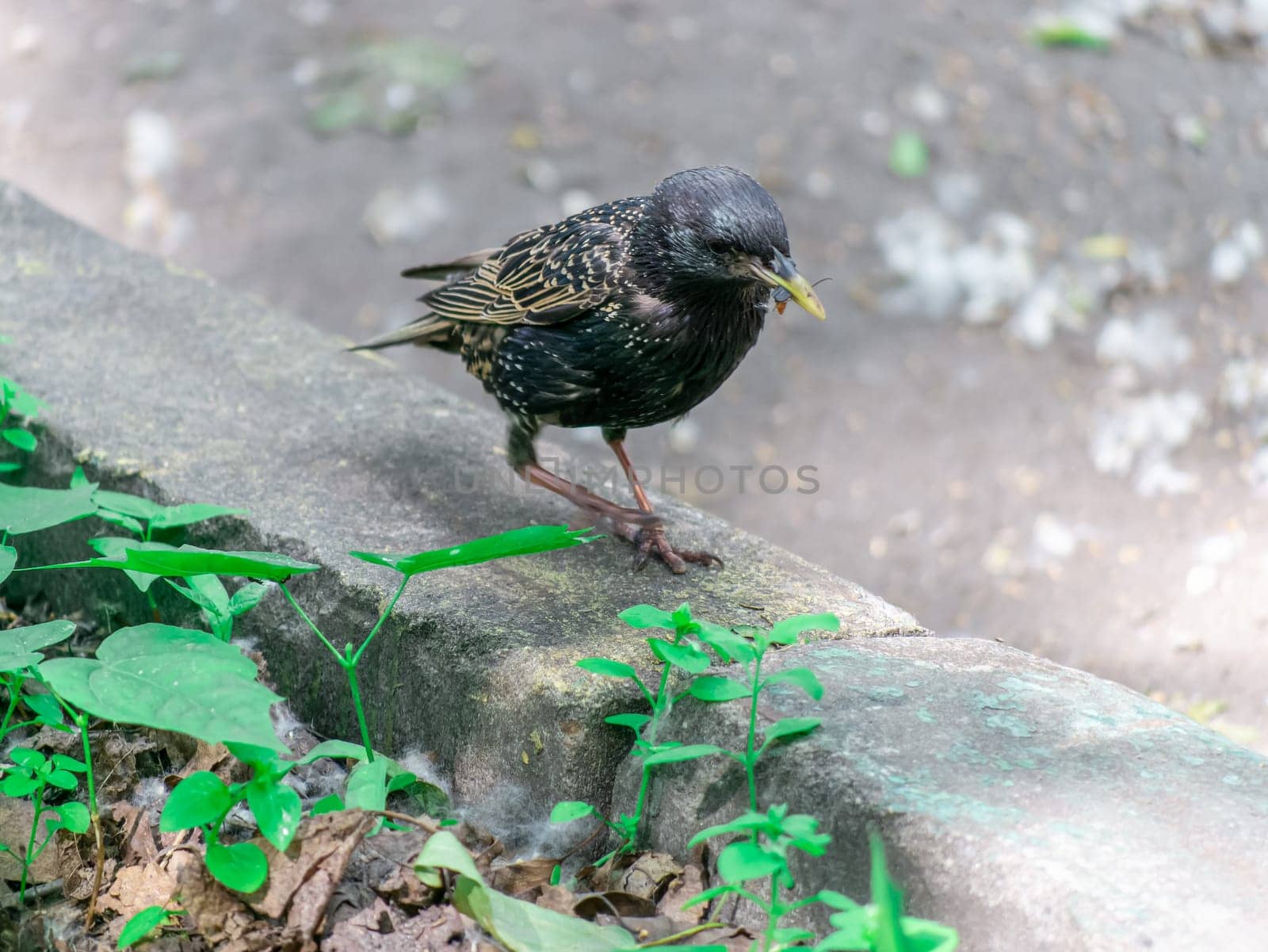 Bird starling sitting on the curb. general plan by lempro