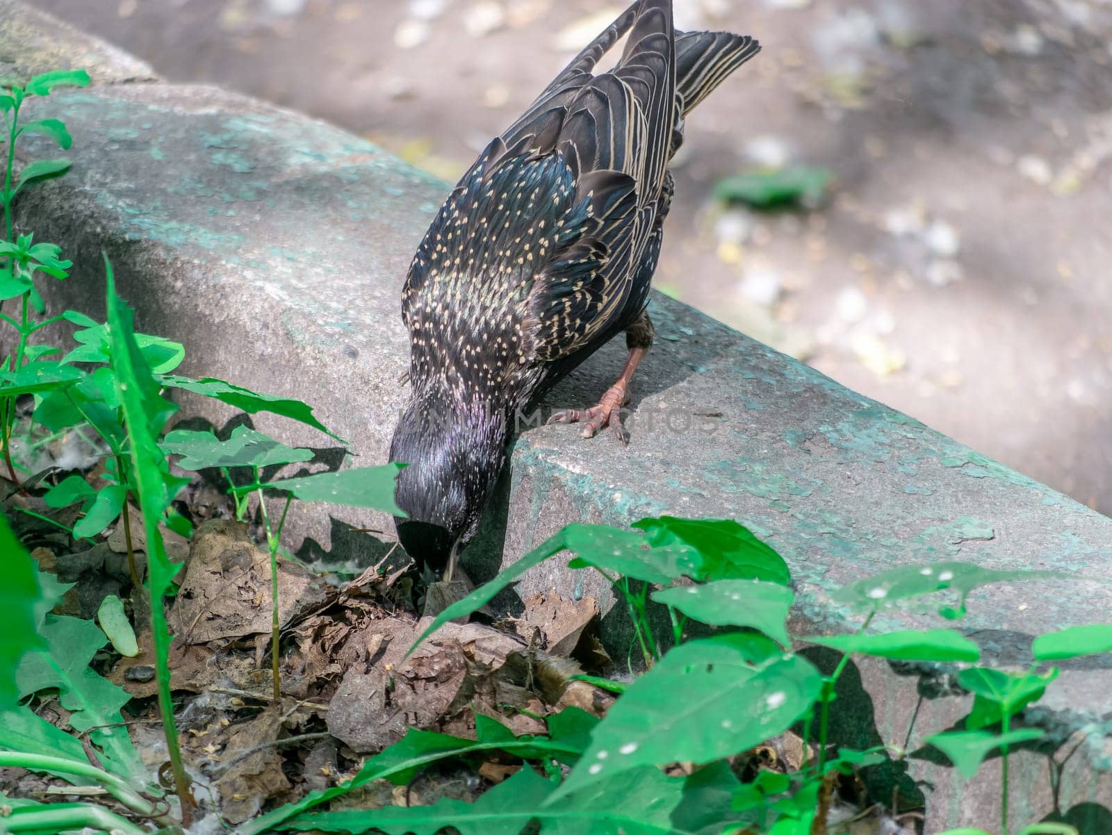 Bird starling sitting on the curb. general plan by lempro