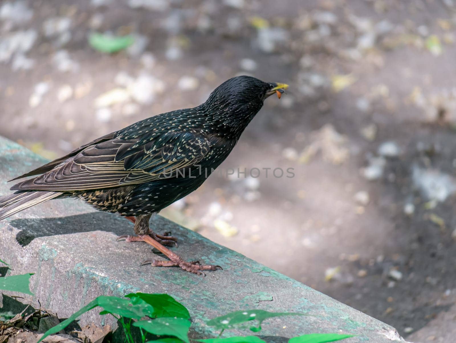 Bird starling sitting on the curb