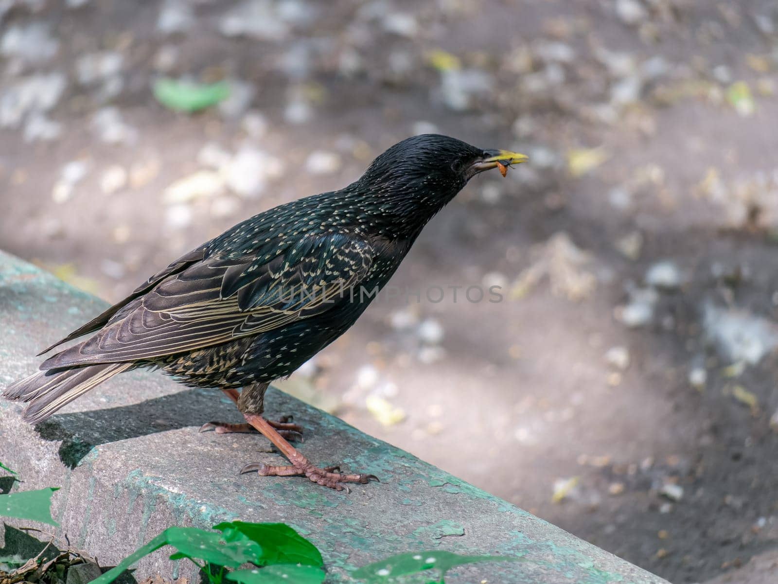 Bird starling sitting on the curb. general plan by lempro