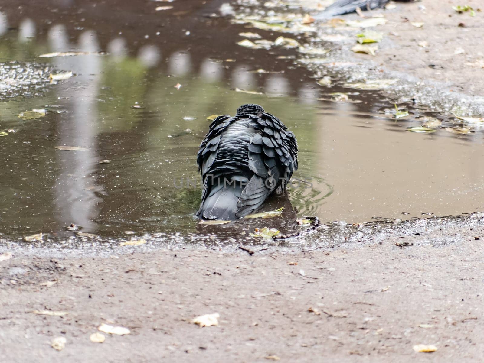 one single dove pigeon sitting in a water of puddle with reflection