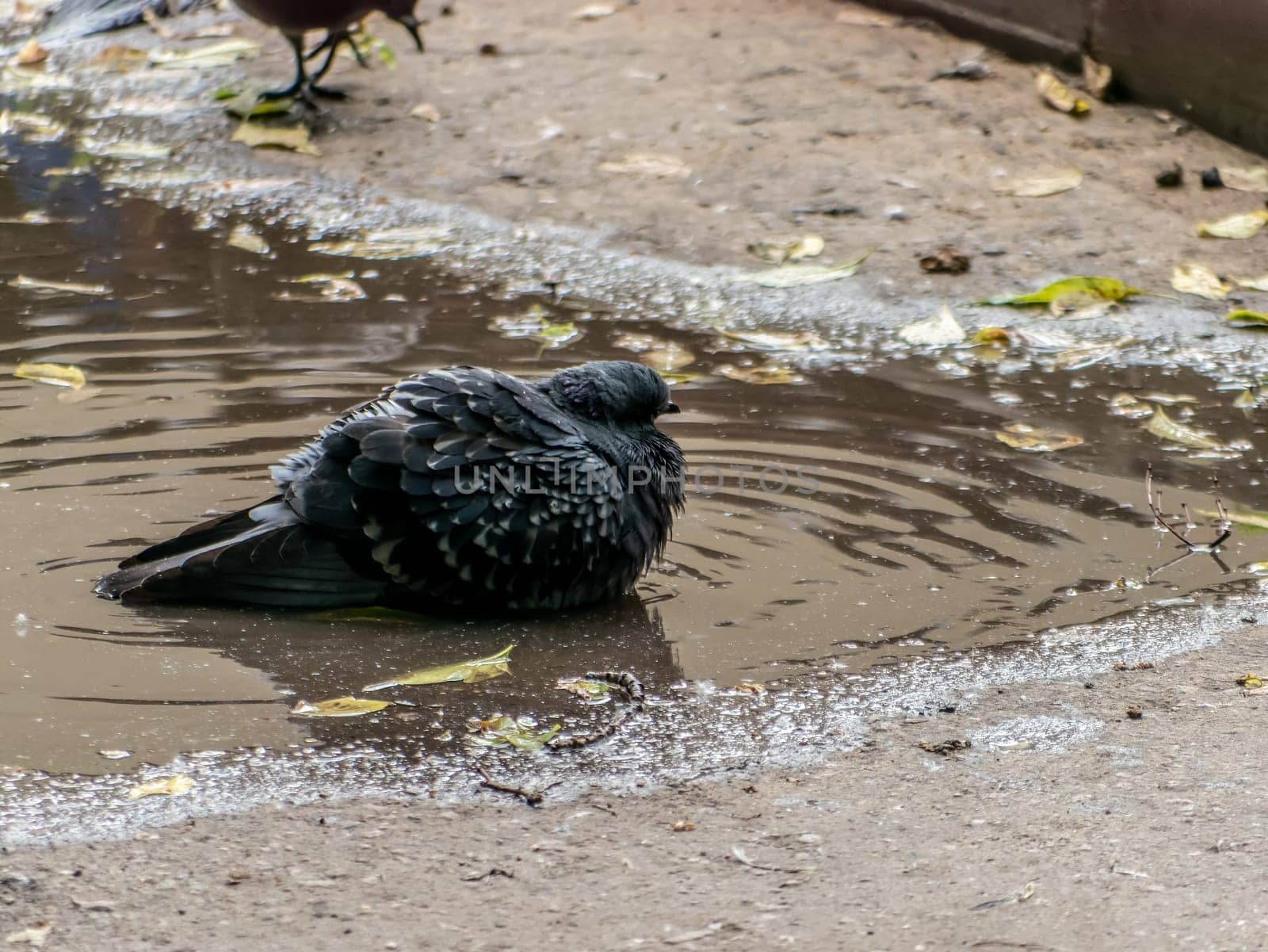 one single dove pigeon sitting in a water of puddle with reflection. general plan by lempro