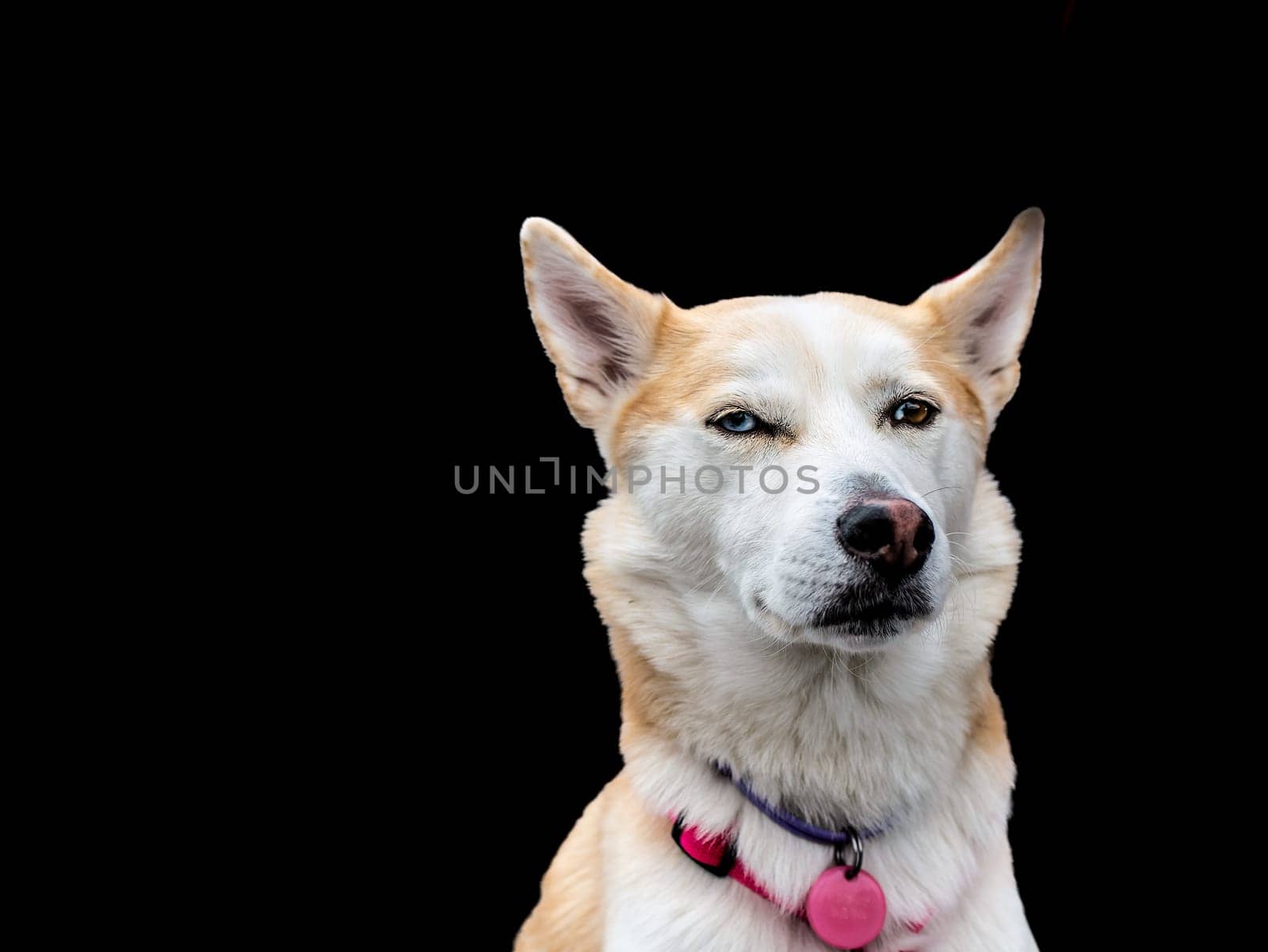 Close-up portrait of a white dog with heterochromia. Eyes of different colors. isolate on balck background