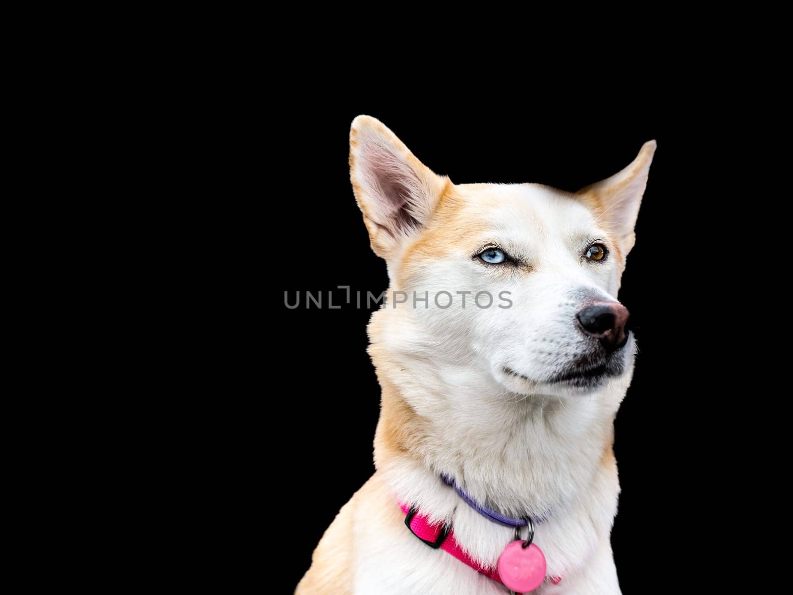 Close-up portrait of a white dog with heterochromia. Eyes of different colors. isolate on balck background. by lempro