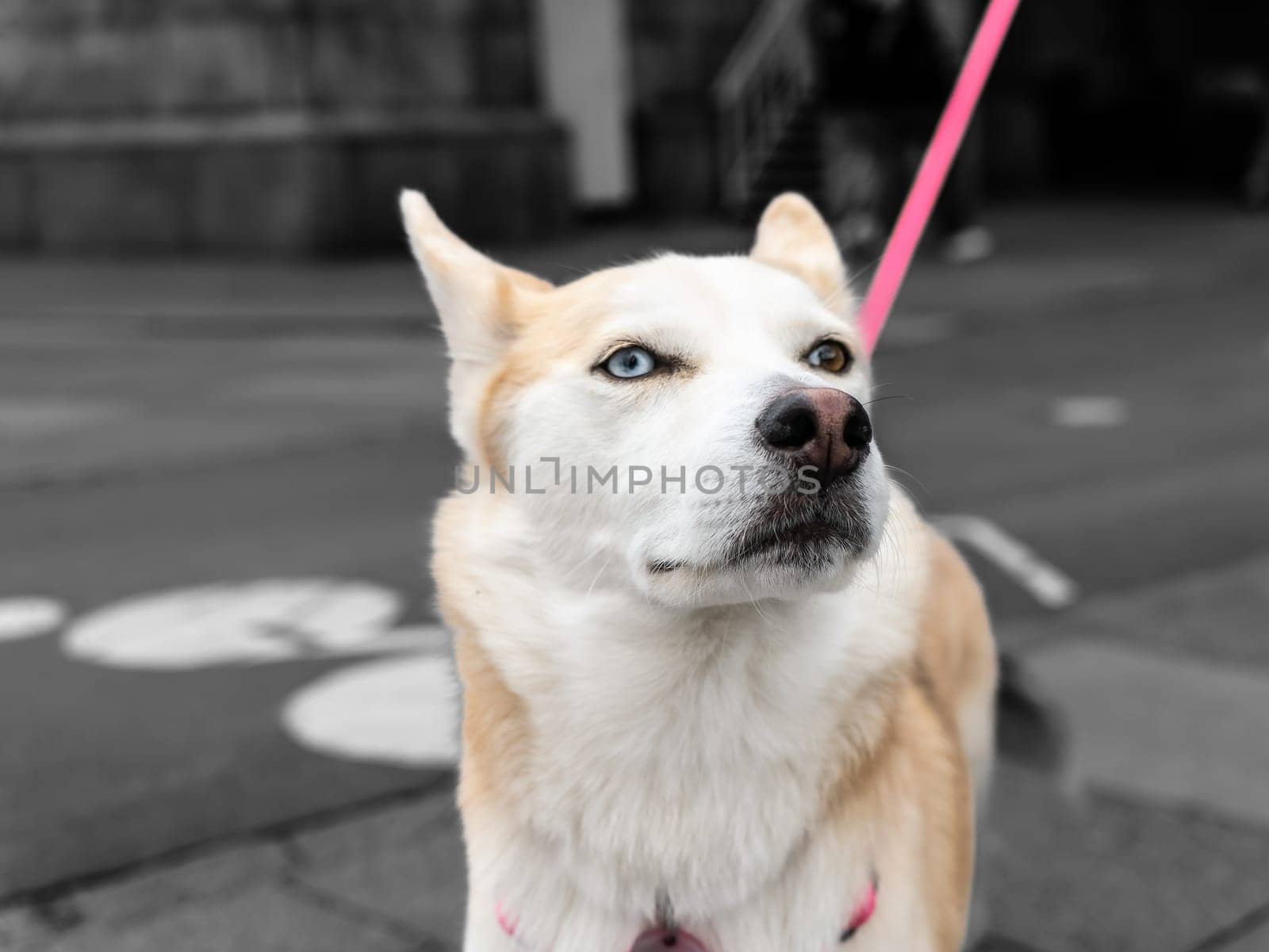 Close-up portrait of a white dog with heterochromia. Eyes of different colors. Unusual, special. by lempro
