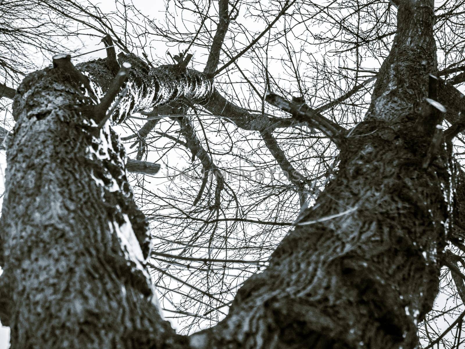 Tree branches a cold winter day. Black and white photo.