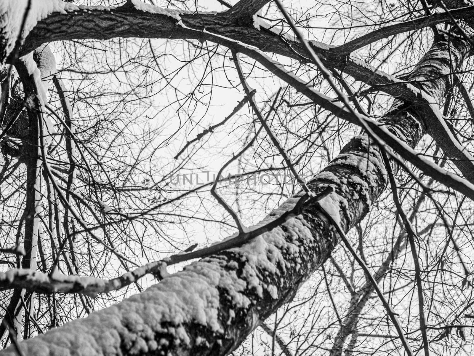 Tree branches covered with frozen snow on a cold winter day. Black and white shades of gray.