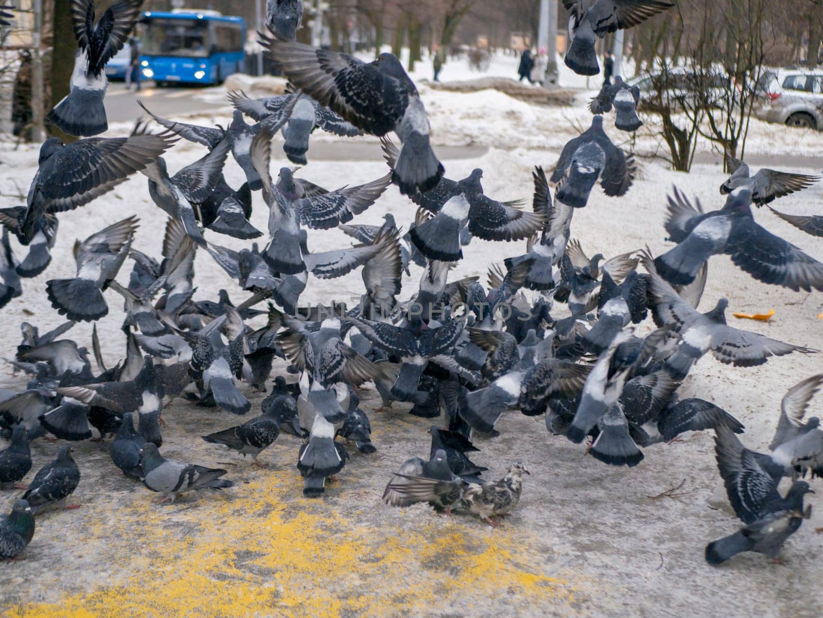 Pigeons eat scattered seeds. Feeding a flock of pigeons. City birds. Selective soft focus