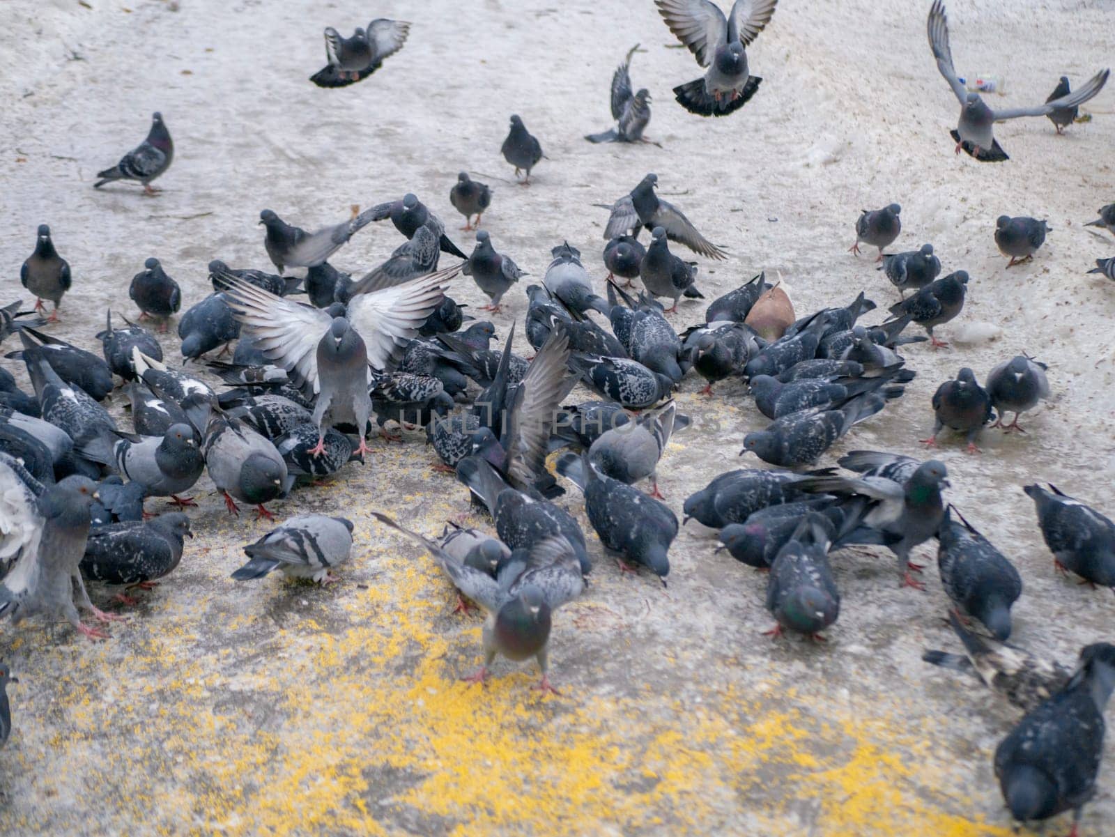 Pigeons eat scattered seeds. Feeding a flock of pigeons. City birds. Selective soft focus