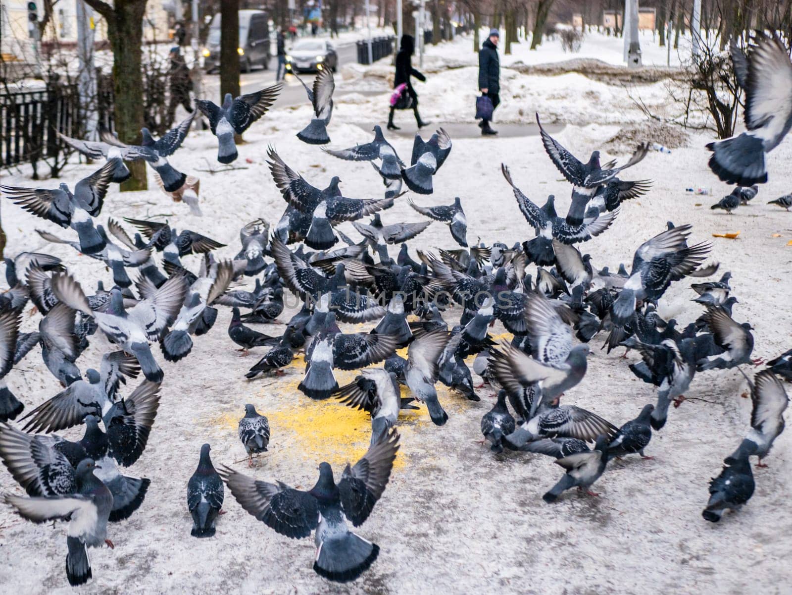 Pigeons eat scattered seeds. Feeding a flock of pigeons. City birds. Selective soft focus