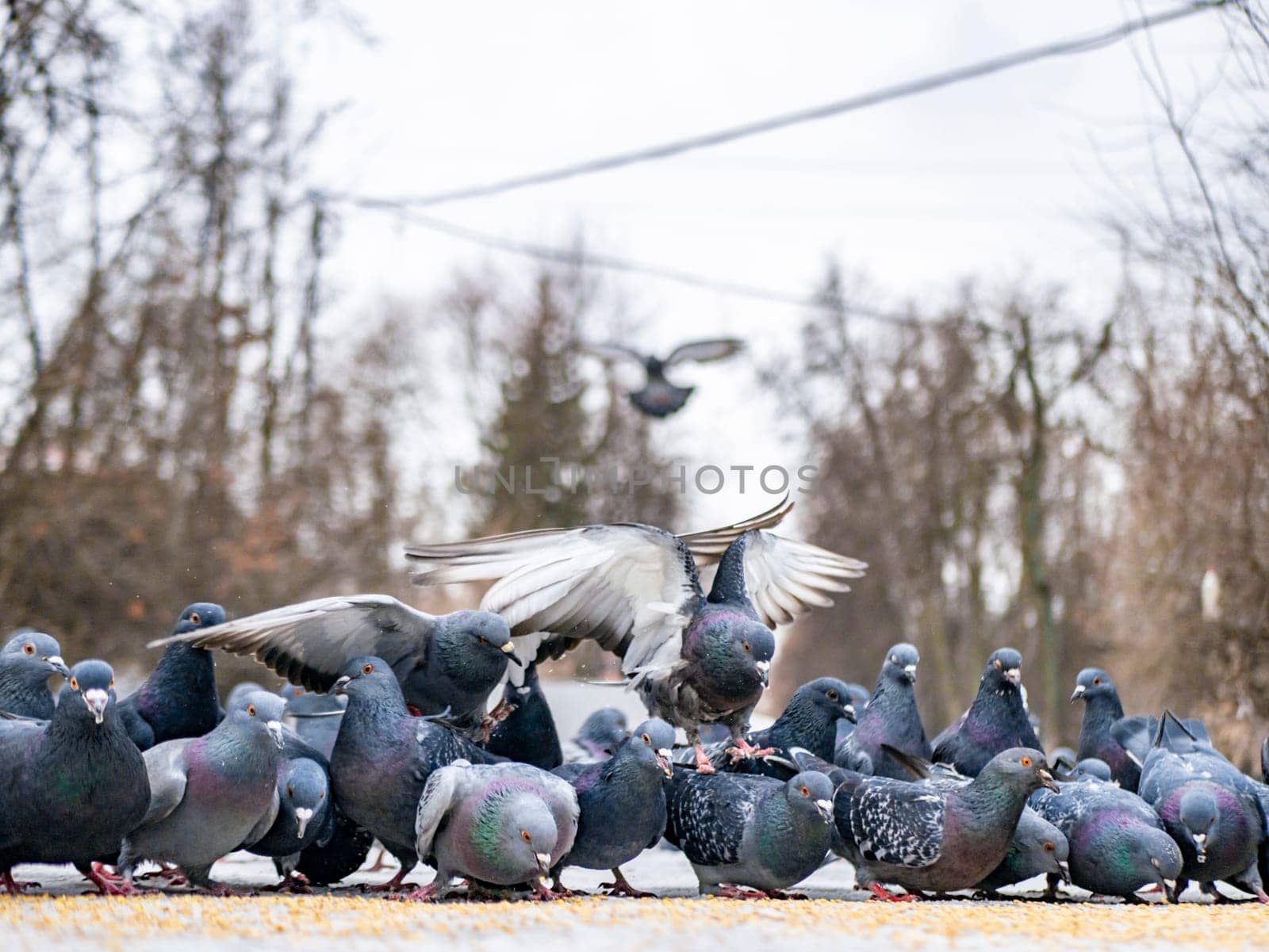 Pigeons eat scattered seeds. Feeding a flock of pigeons. City birds. Selective soft focus