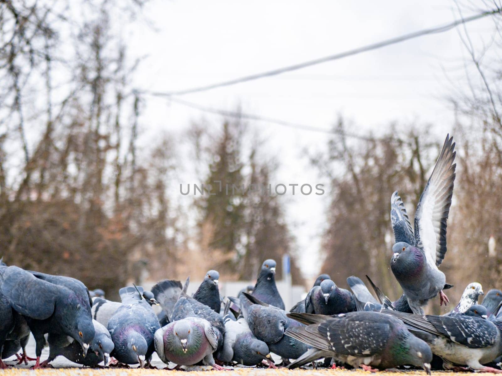 Pigeons eat scattered seeds. Feeding a flock of pigeons. City birds. Selective soft focus. color nature by lempro