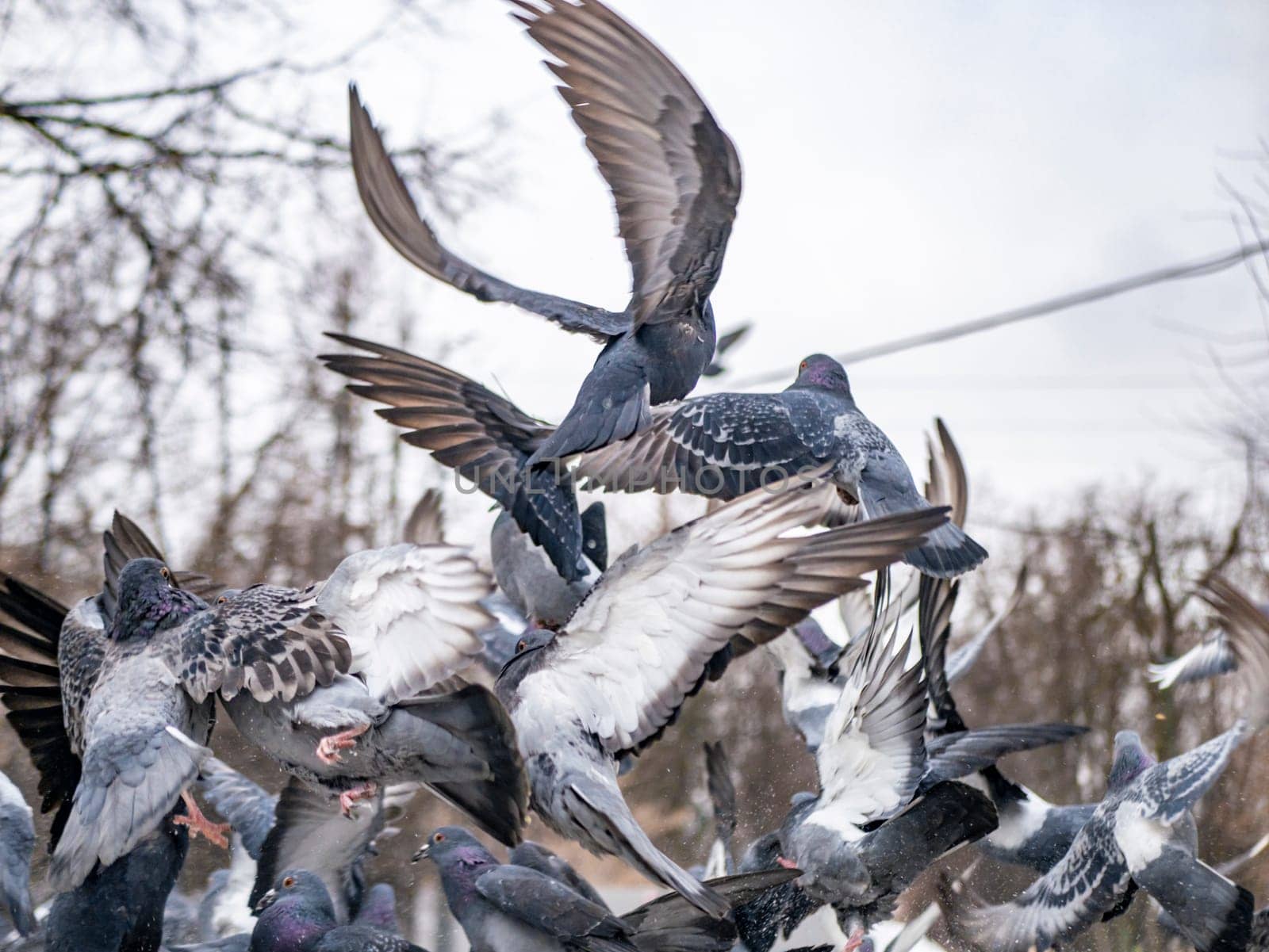 Pigeons eat scattered seeds. Feeding a flock of pigeons. City birds. Selective soft focus. color nature by lempro