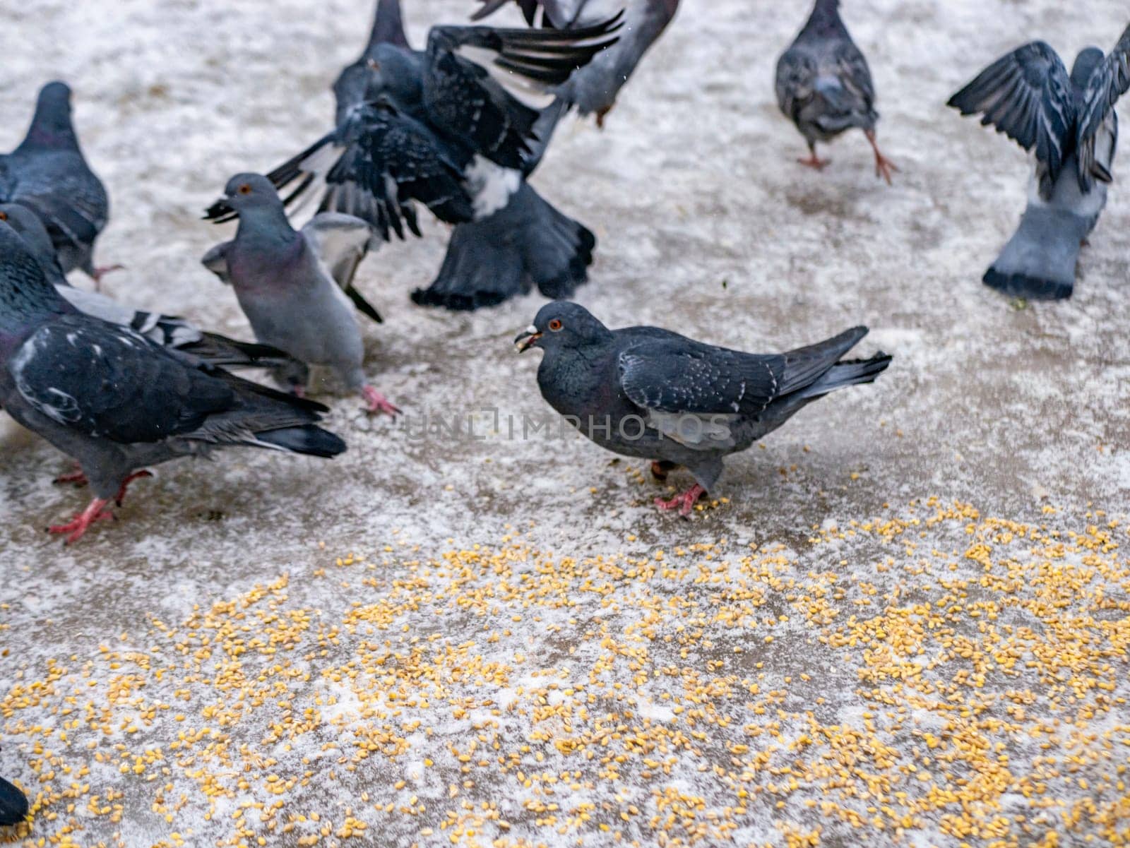 Pigeons eat scattered seeds. Feeding a flock of pigeons. City birds. Selective soft focus. color nature by lempro