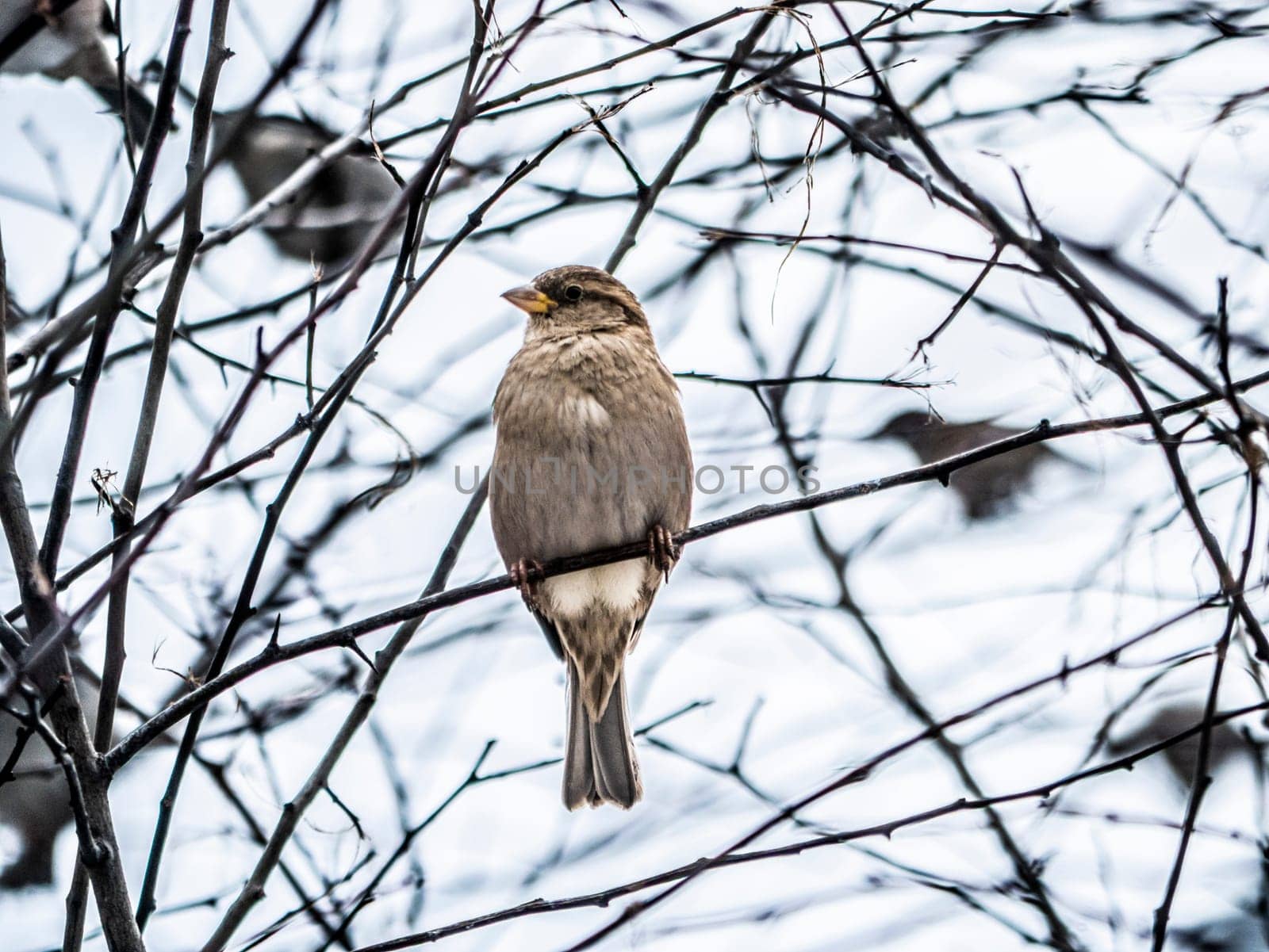 Small sparrow sits on the drying tree branch without leaves during fall season and looking for some food. Fall and first snow with animals. Bird living in city park. Urban birds. soft focus by lempro