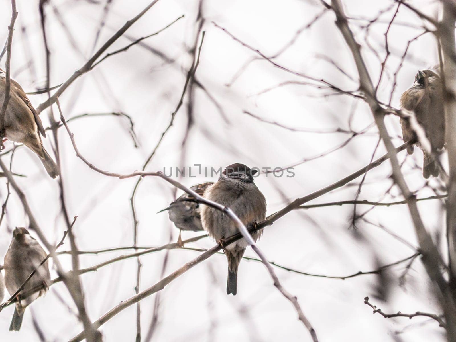 Small sparrow sits on the drying tree branch without leaves during fall season and looking for some food. Fall and first snow with animals. Bird living in city park. Urban birds. soft focus by lempro