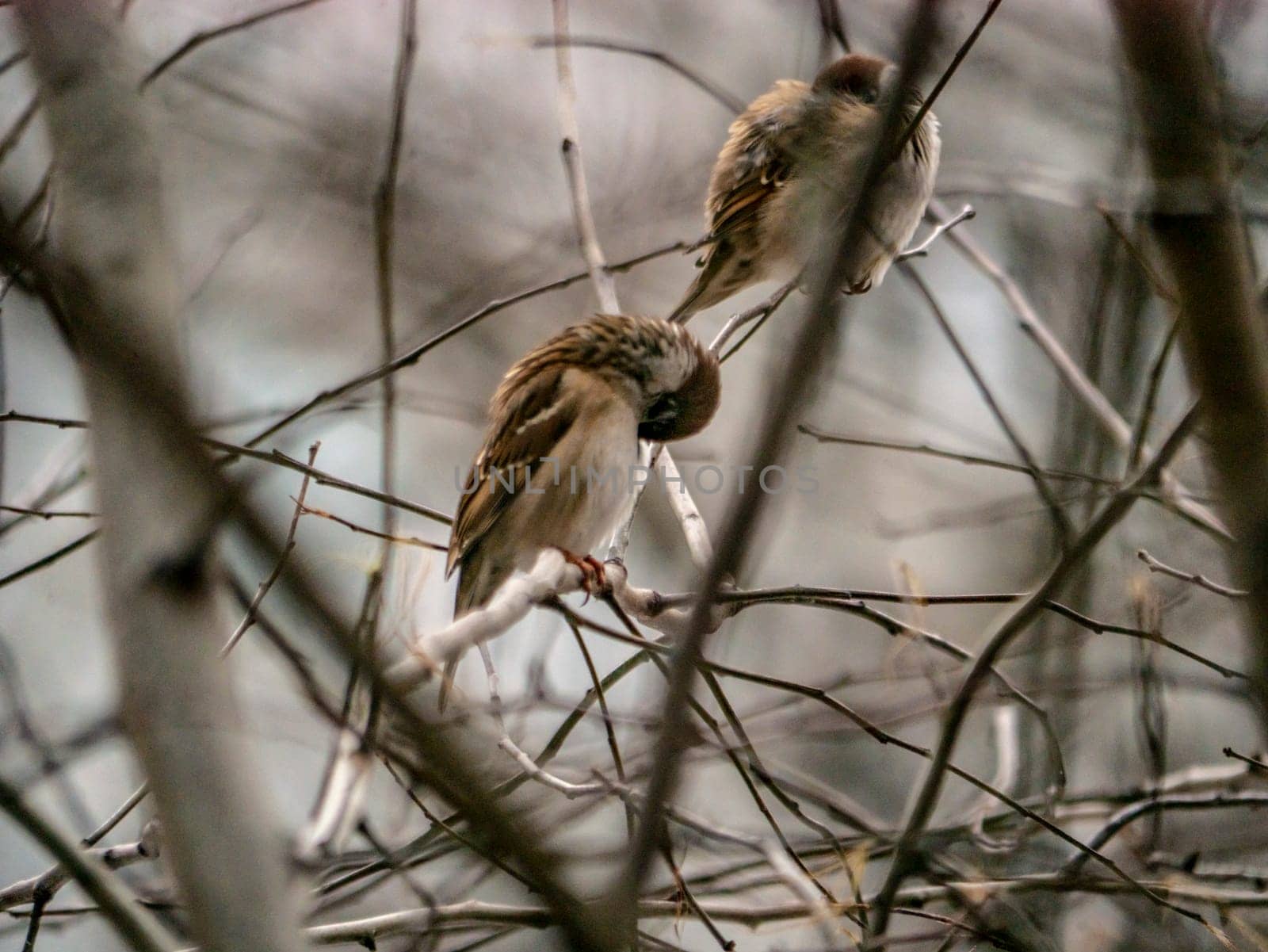 Small sparrow sits on the drying tree branch without leaves during fall season and looking for some food. Fall and first snow with animals. Bird living in city park. Urban birds.