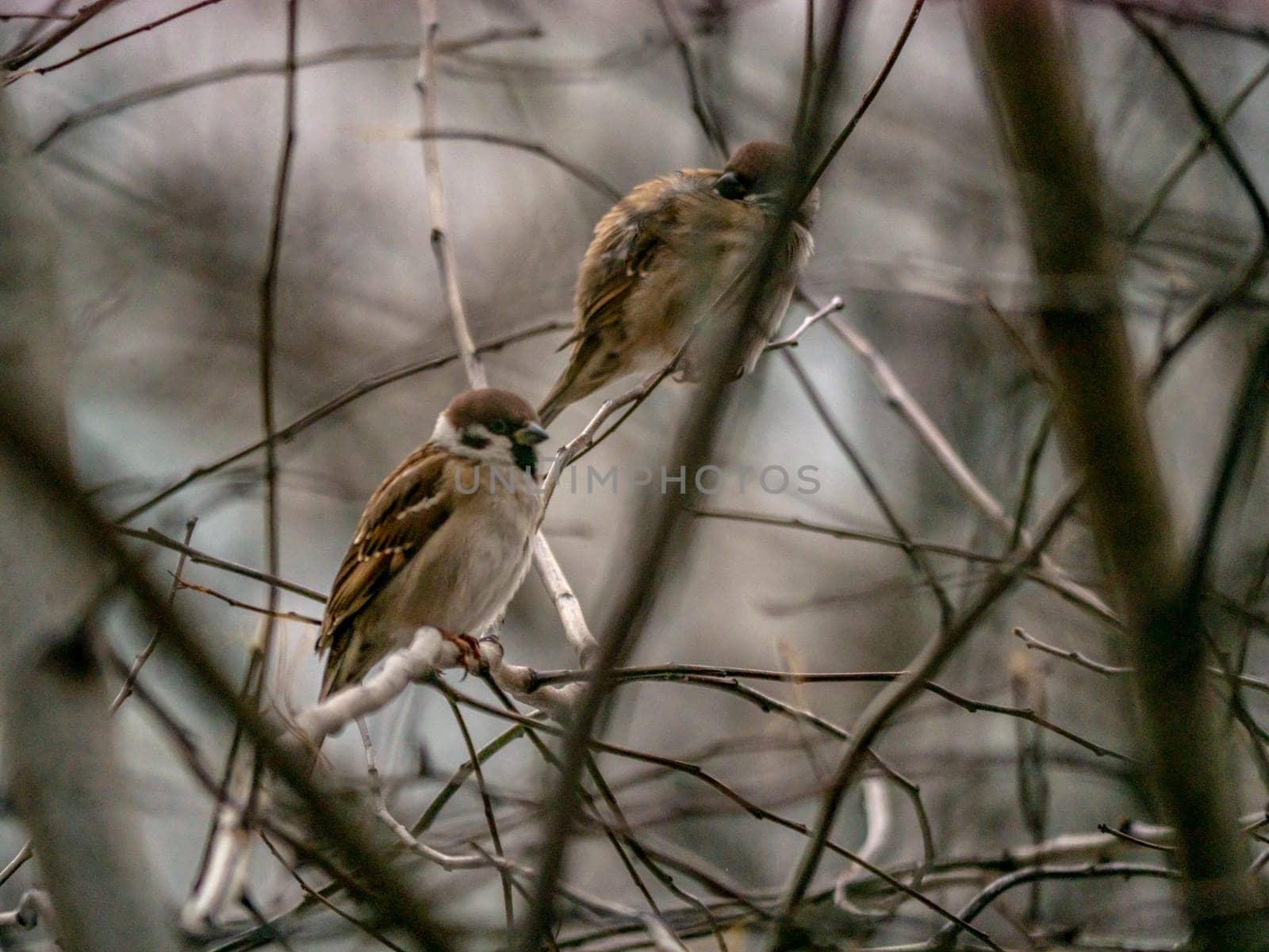 Small sparrow sits on the drying tree branch without leaves during fall season and looking for some food. Fall and first snow with animals. Bird living in city park. Urban birds.