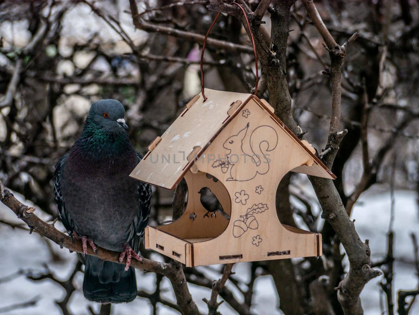 Photography of a beautiful urban gray dove near a feeder. Concept of the caring about the wild animals. Natural background of trees silhouettes and sky. Animal theme. blured background by lempro