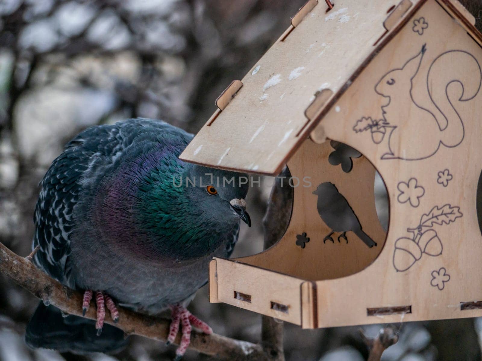 Photography of a beautiful urban gray dove near a feeder. Concept of the caring about the wild animals. Natural background of trees silhouettes and sky. Animal theme.