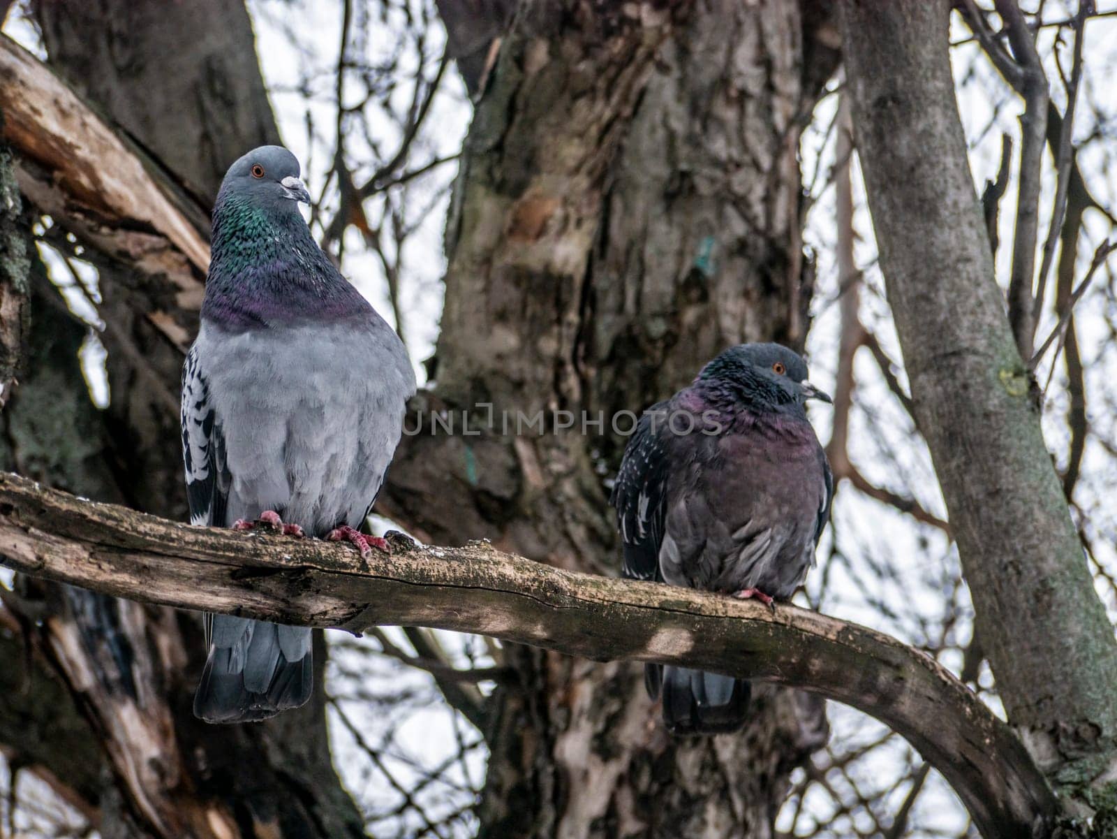 a grey pigeon sits on a dry branch of a leafless tree in the autumn season and looks for some food. Autumn and the first snow with animals. A bird living in a city park. Urban birds.