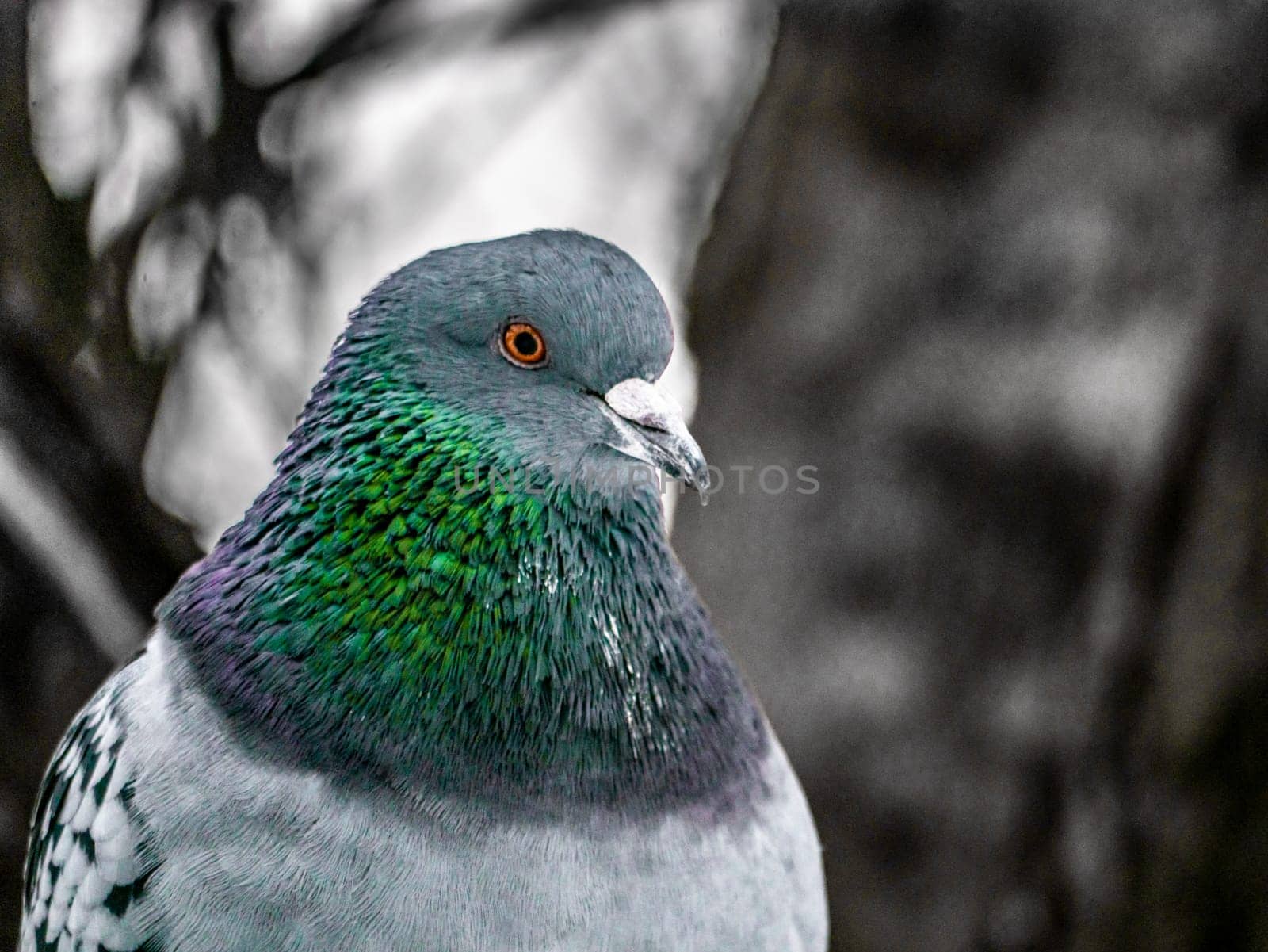 Close up view of the head of rock pigeon