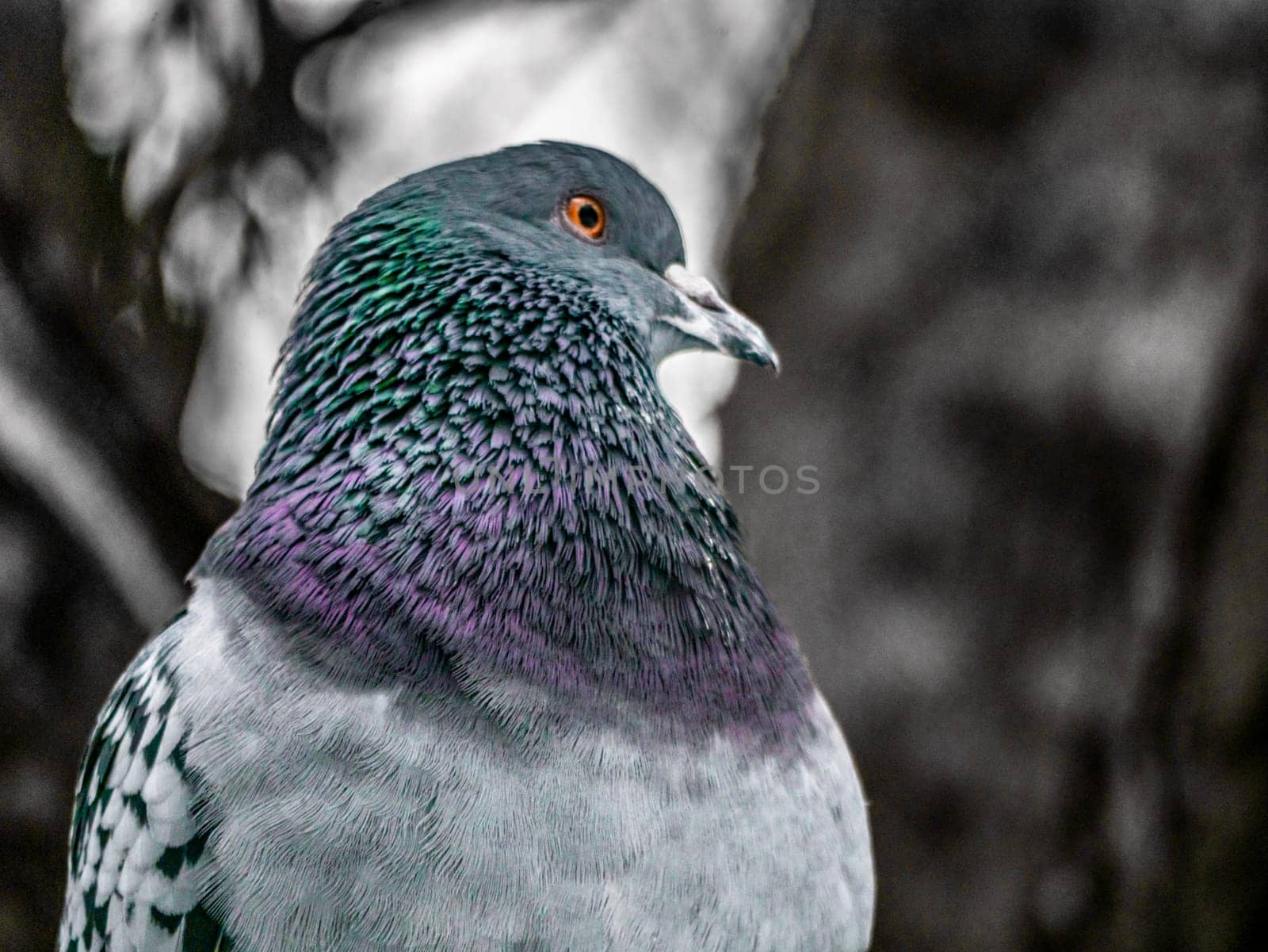 Close up view of the head of rock pigeon. blure background by lempro