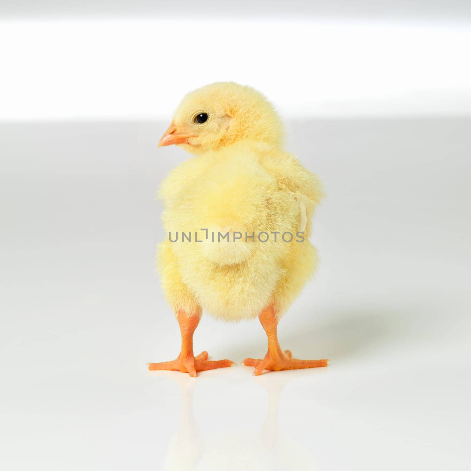 Newborn, chick and cute in studio with isolated on white background, alone and small animal in yellow. Baby, chicken and nurture for farming in agriculture, nature and livestock for sustainability by YuriArcurs