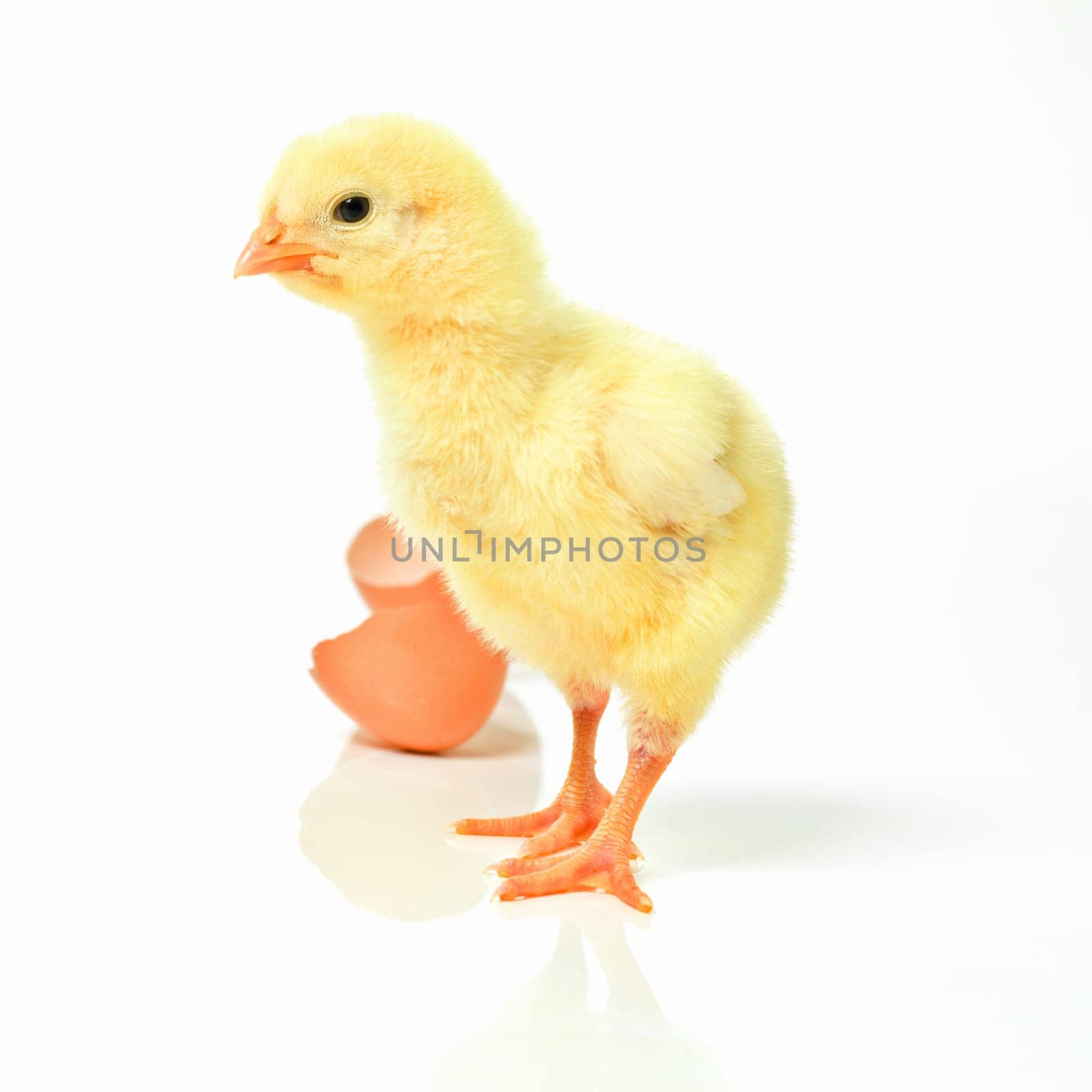 Newborn, chick and egg in studio with isolated on white background, cute and small animal in yellow. Baby, chicken and nurture for farming in agriculture, nature and livestock for sustainability.