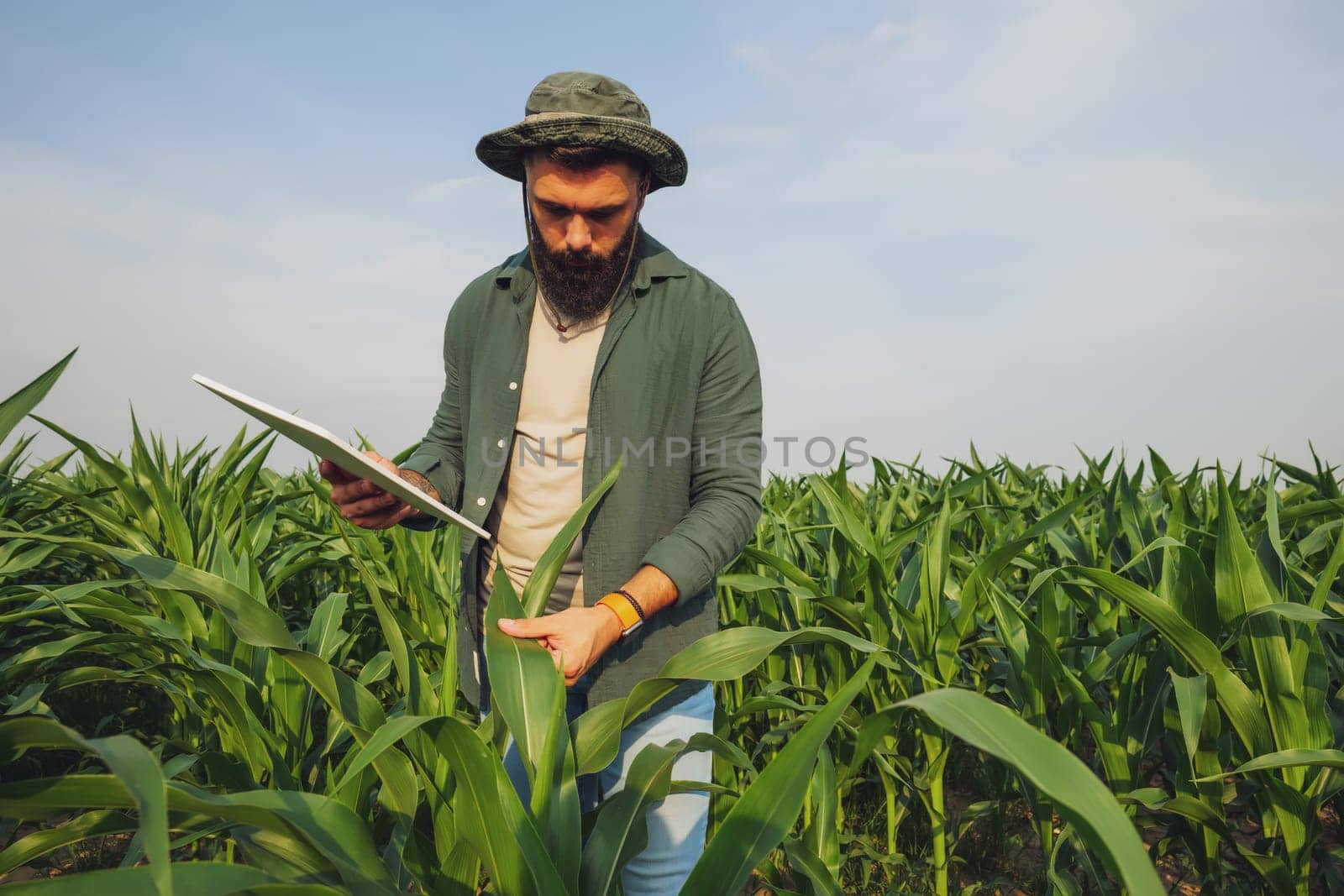 Portrait of farmer who is cultivating corn. He is examining progress of plants. Agricultural occupation.