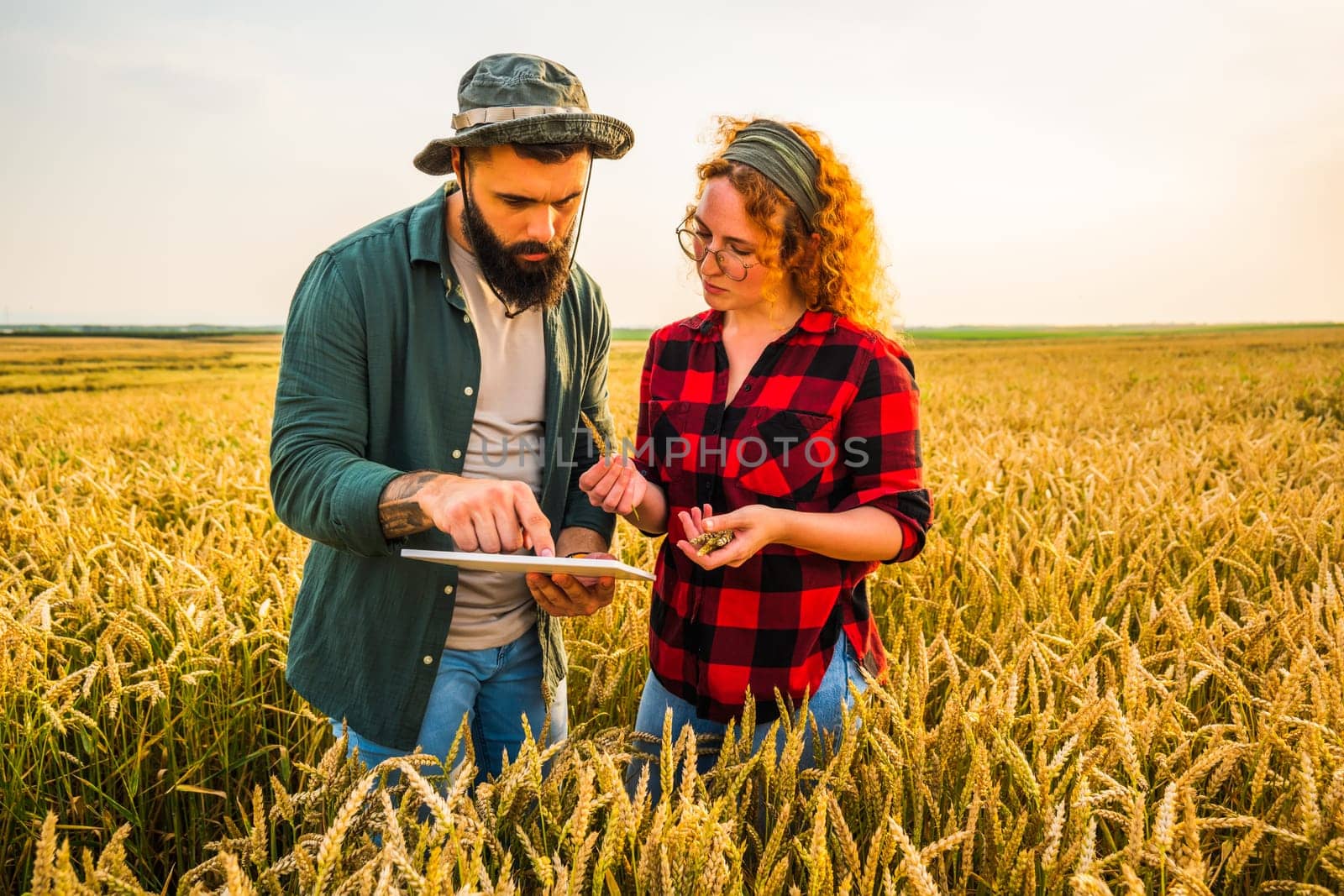 Family agricultural occupation. Man and woman are cultivating wheat. They are examining progress of plants.