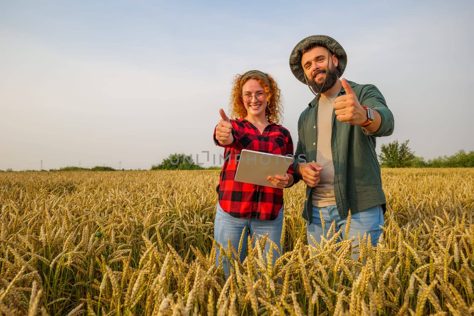 Family agricultural occupation. Man and woman are cultivating wheat. They are examining progress of plants.