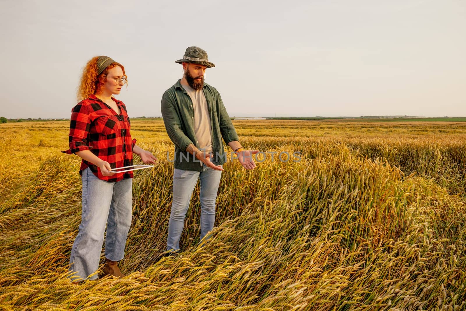 Farmers are cultivating wheat. They are displeased because too much rain destroyed this year's wheat crop. They assess the damage.