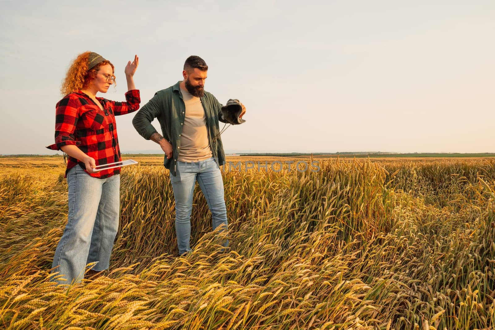 Farmers are cultivating wheat. They are displeased because too much rain destroyed this year's wheat crop. They assess the damage.