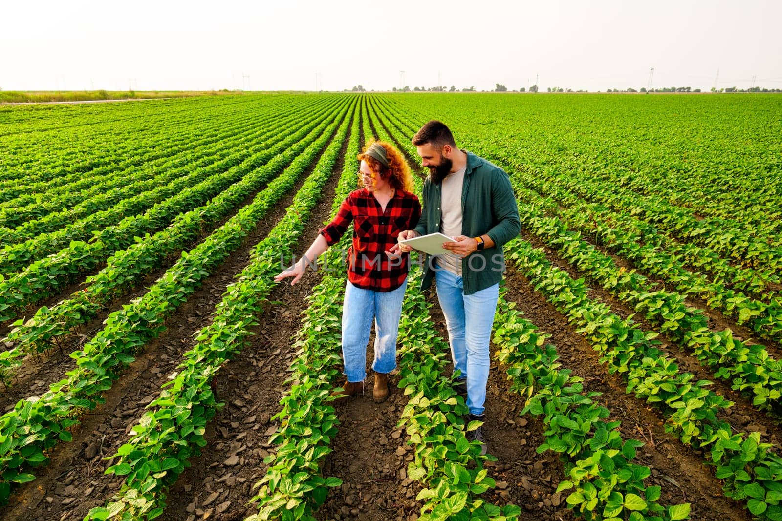 Family agricultural occupation. Man and woman are cultivating soybean. They are examining the progress of plants.