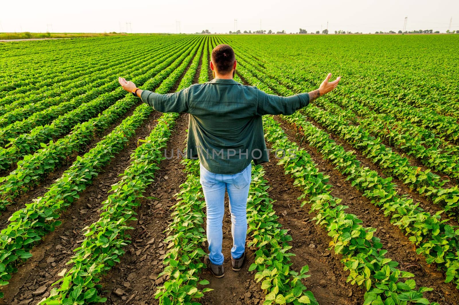 Portrait of farmer who is cultivating soybean. He is satisfied with good progress of plants. Agricultural occupation.