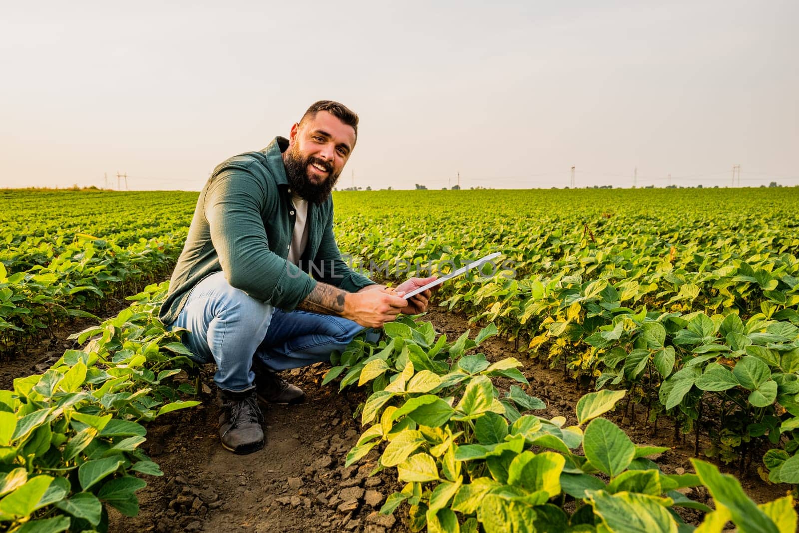 Portrait of farmer who is cultivating soybean. He is examining the progress of plants. Agricultural occupation.