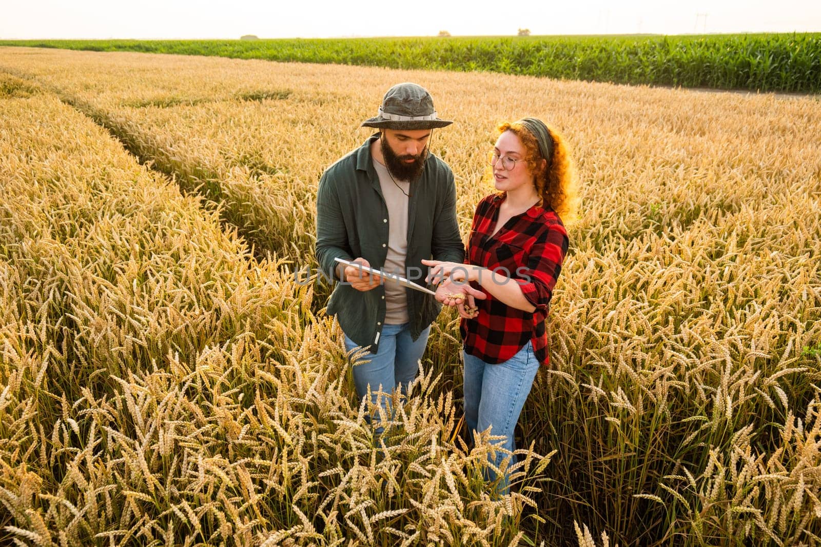 Family agricultural occupation. Man and woman are cultivating wheat. They are examining progress of plants.