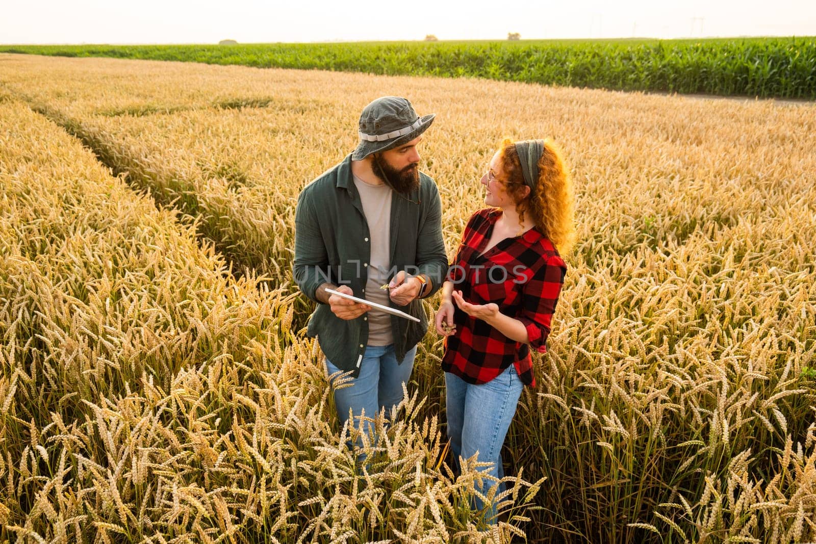 Family agricultural occupation. Man and woman are cultivating wheat. They are examining progress of plants.