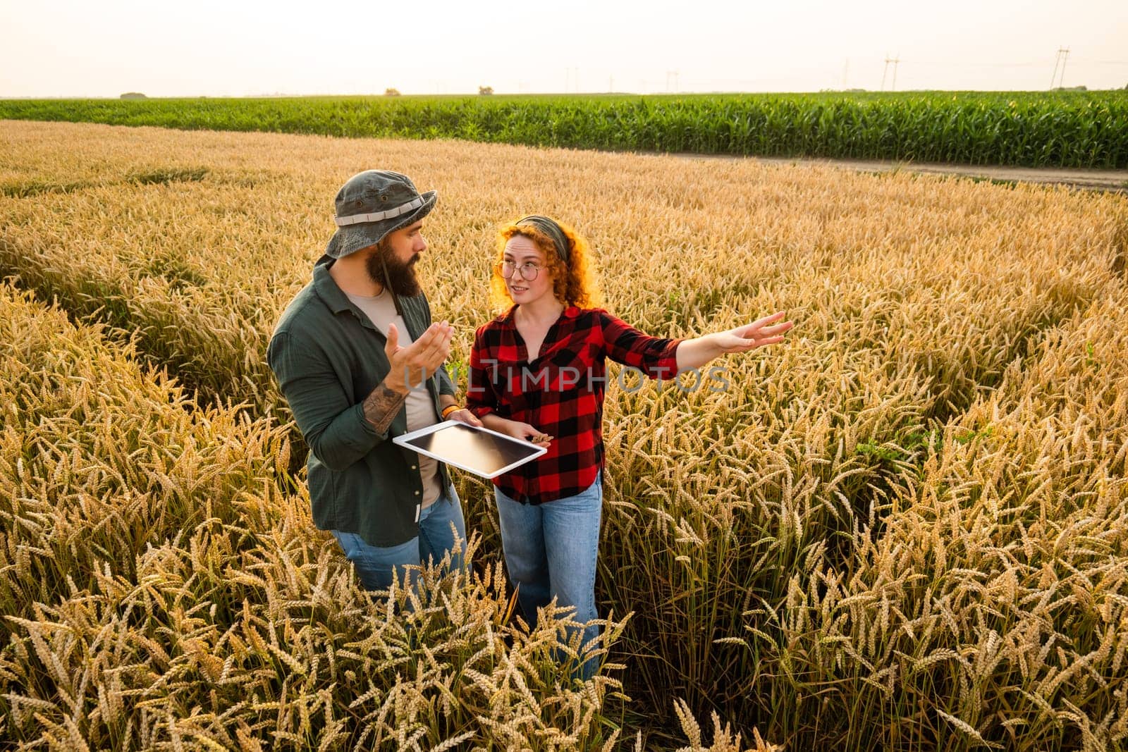 Family agricultural occupation. Man and woman are cultivating wheat. They are examining progress of plants.