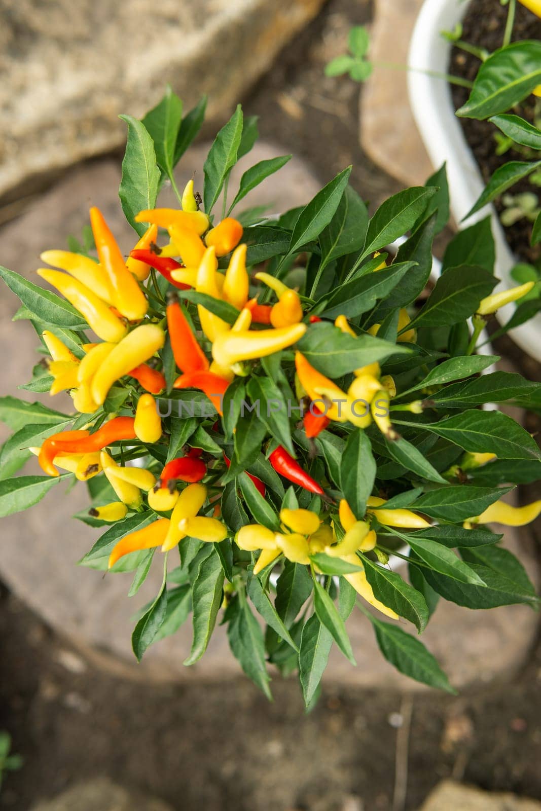 Growing pepper in a pot in the yard of a country house. Gardening and country life