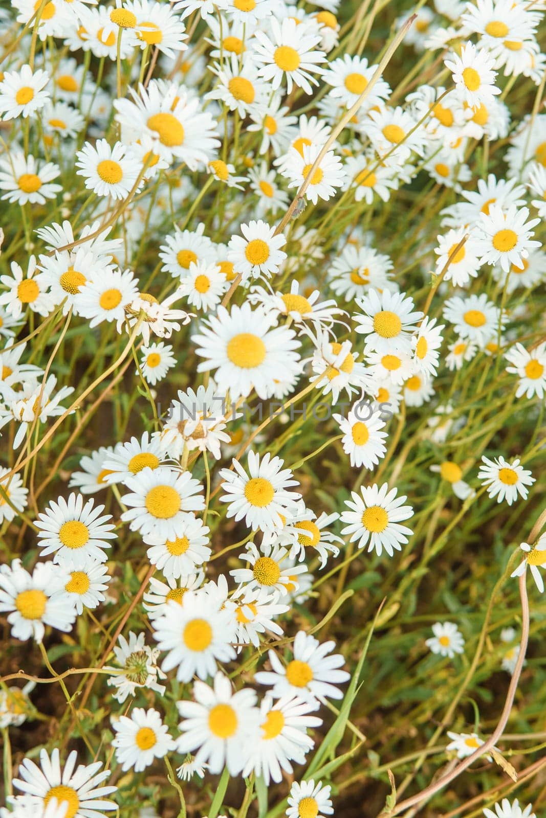 Chamomile flowers in close-up. A large field of flowering daisies. The concept of agriculture and the cultivation of useful medicinal herbs