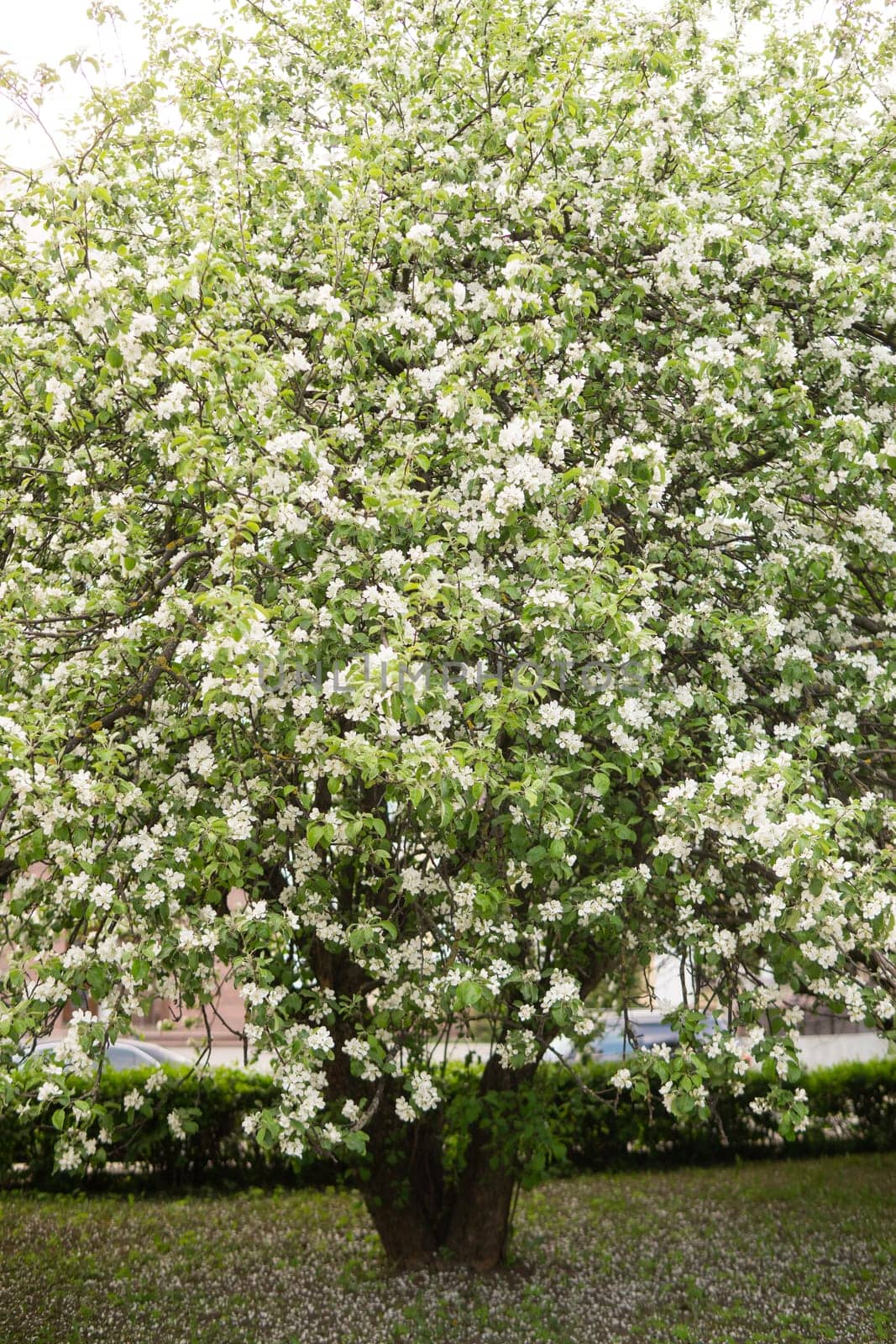 An apple tree in a blooming park, the general plan.Blooming branches of an apple tree with white flowers, a background of spring nature.