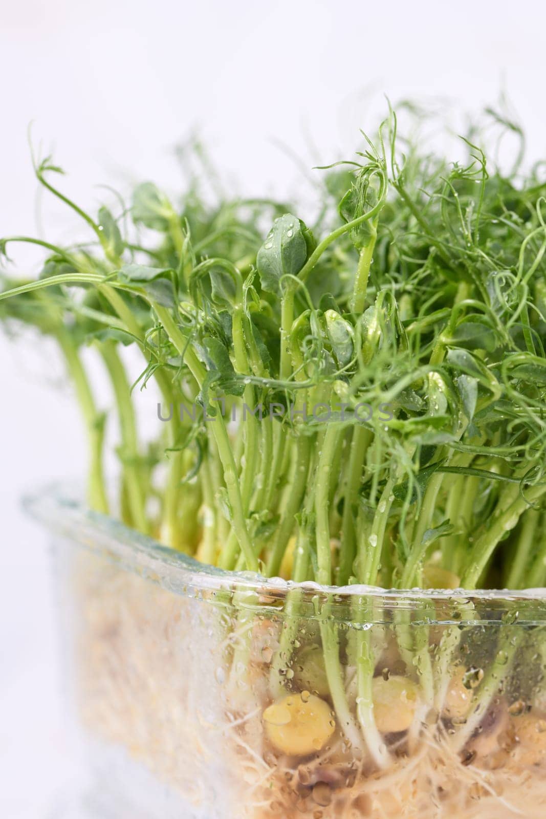 Sprouts of blue peas in a glass container, in dew. Eco-vegan bio-banner for a healthy way of living. Green natural texture background. Close-up.