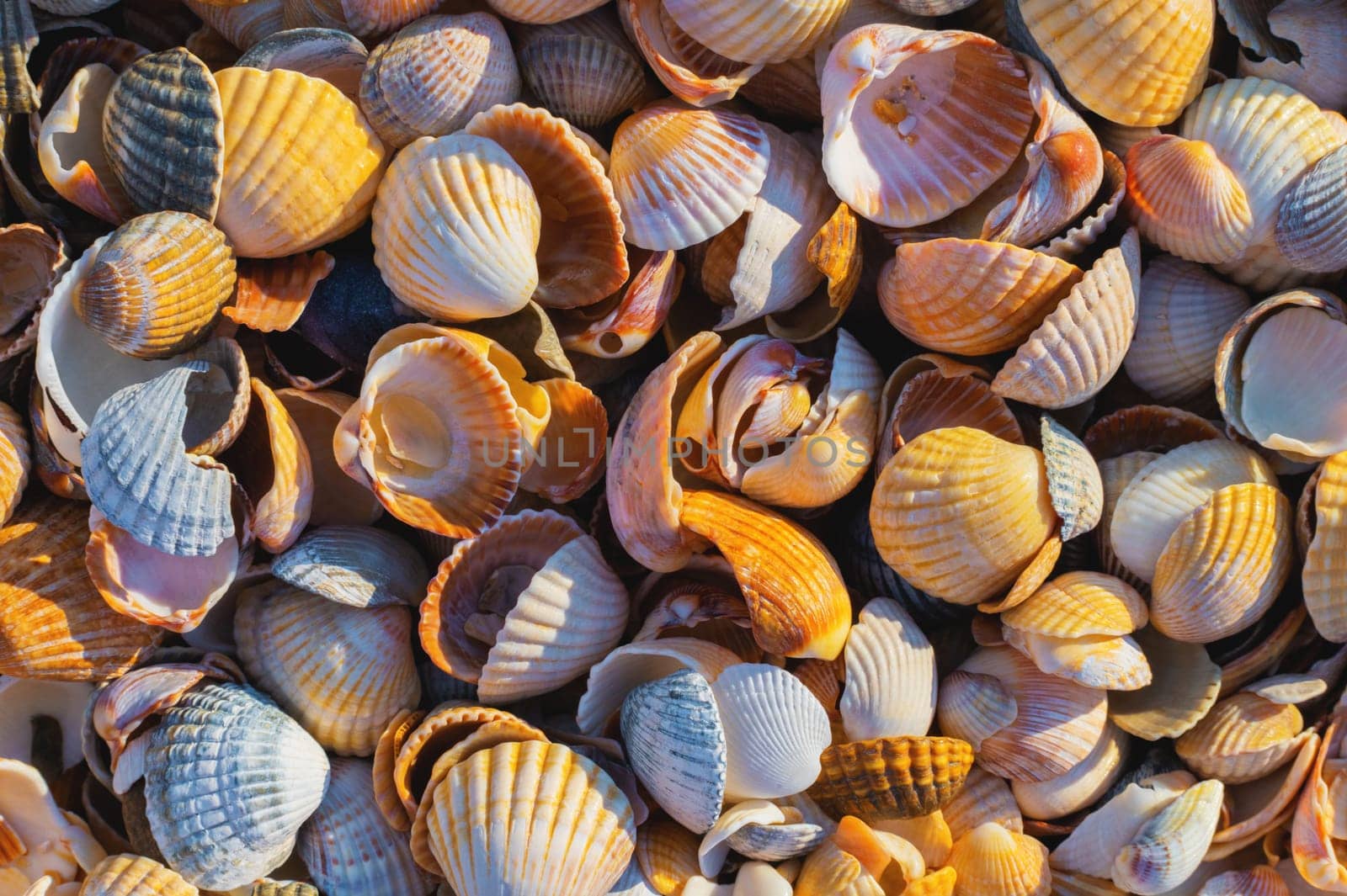 Shell Coast. Close-up of small seashells on the seashore. Sea background with sunset light.