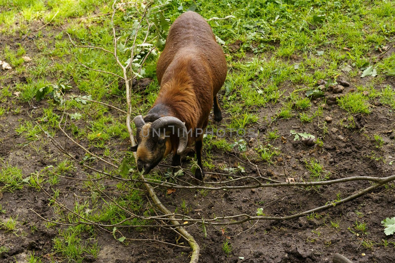 A brown ram stands confidently in a bright green field surrounded by lush vegetation.