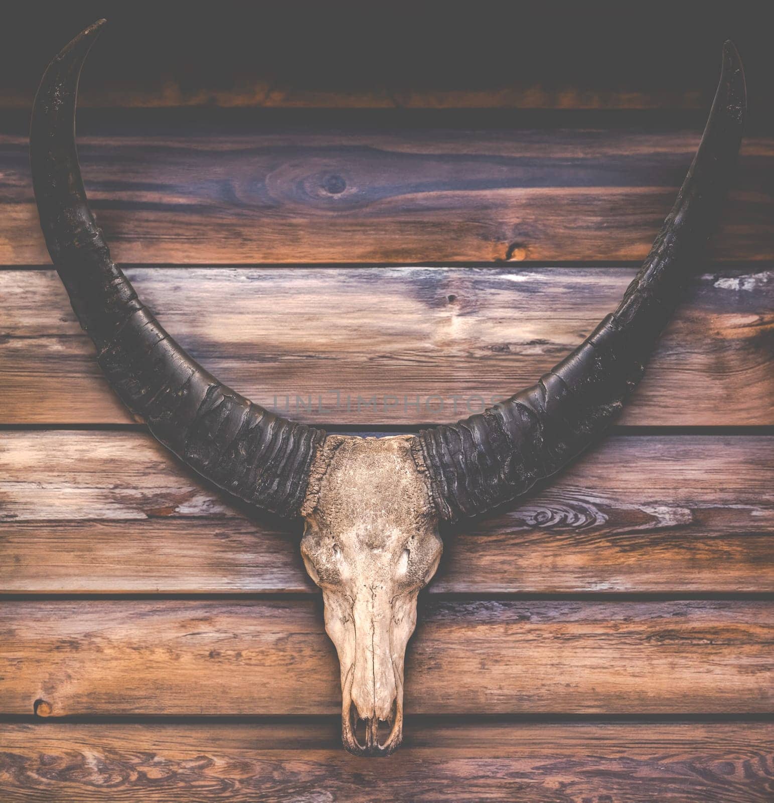 Skull And Horns Of A Cow On The Wall Of A Rustic Log Cabin