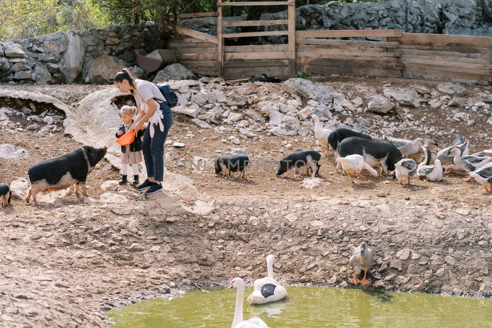 Mother and little girl feeding black pygmy pigs on the shore of a pond with geese. High quality photo